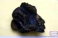 藏品(大型動物頸椎骨二節)的圖片